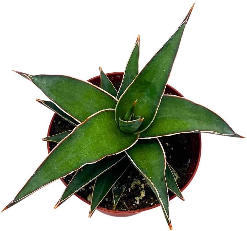 BubbleBlooms Samurai Dwarf 4 inch Sansevieria Lavranos Banana Ehrenbergii, Star Exotic Snake Plant