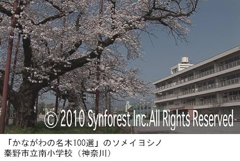 (未使用･未開封品)シンフォレストDVD 卒業桜 さくら映像詩 SAKURA for Graduation Amazon.co.jp: シンフォレストDVD 卒業桜 さくら映像詩 SAKURA