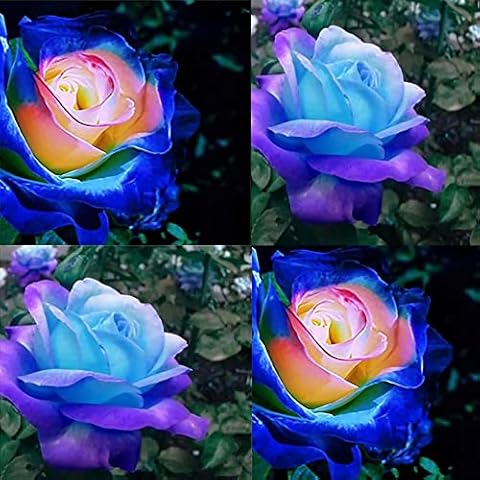 200+ Rare Blue Pink Roses Seeds for Planting, Hybrid Rare Rose, Perennial Shrub Cover