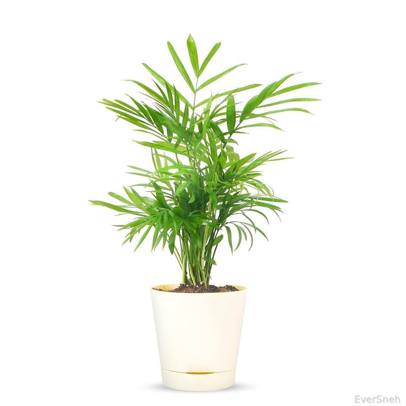 EverSneh Real Live Areca Palm Plant with Self Pot | Areca Palm Air Purifier Natural Live Plant Self with Pot Indoor | Areca Palm Live Plant With Pot (B0C2DB4WJR) Amazon Price History, Amazon Price Tracker