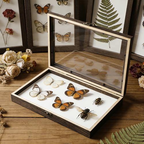 Image of Gatuida Insect Display Box Clear Top Specimen Storage Frame for Butterfly and Bug Collection Wooden Display Box with Mat Desktop Decor for Insect Specimens and Small Keepsakes