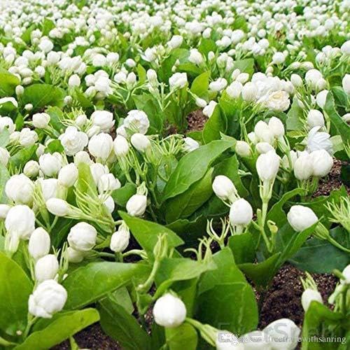 EverSneh Live Rare White Indonesian Jasmine Flower Motiya Bela Healthy Live Plant With Black Plastic Pot (B0CWTKHRJB) Amazon Price History, Amazon Price Tracker