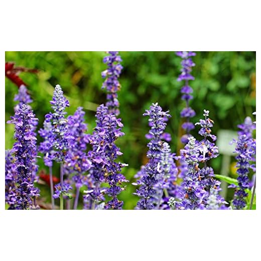 Little Spire Russian Sage - Perennial Plant Bundle