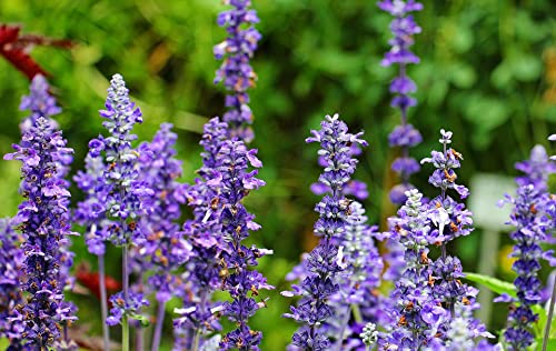 Greenwood Nursery: Live Perennial Plants - Russian Sage Little Spire + Perovskia Atriplicifolia - [Qty: 1x 3.5 Pot] - (Click for Other Available Plants/Quantities)
