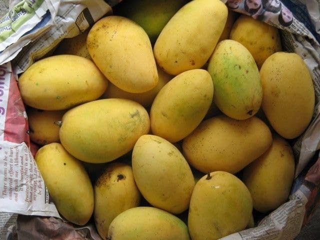 See full amazon price history chart for KHUSHI PROVA Mango Honey Sweet Chaunsa Variety Grafted Aam Fruit Live Plants & Tree || GRAFTED || PACK OF 1 KHUSHI PROVA Mango Honey Sweet Chaunsa Variety Grafted Aam Fruit Live Plants & Tree || GRAFTED || PACK OF 1 (B0D1KV113F) Amazon Price History, Amazon Price Tracker