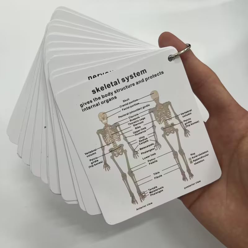 Human Body System Anatomy Flashcards