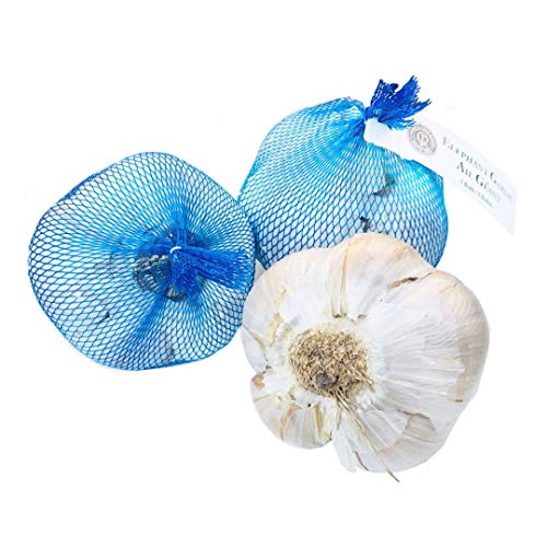 Kejora Fresh Elephant Garlic 4-Pack