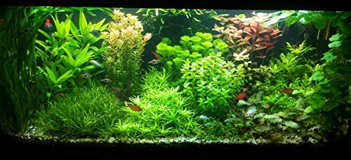 Biotope Aquatics Ltd - Live Aquarium Plants - Collection of Aquatic Plants for Your Fish Tank (100 Plant Pack)