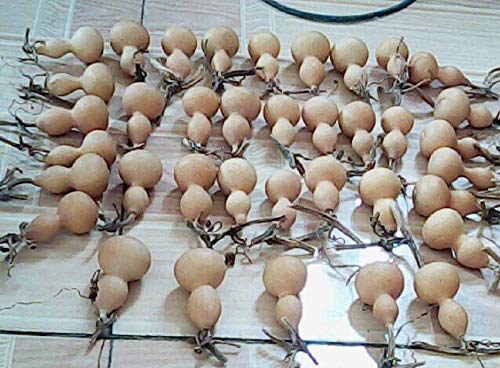 Weishu Pure Natural Handcuffs Handcuffs wenwan Play Boutique Gourd Small Gourd Mini Good Looking Dried Gourdï¼ˆ8pcsï¼‰