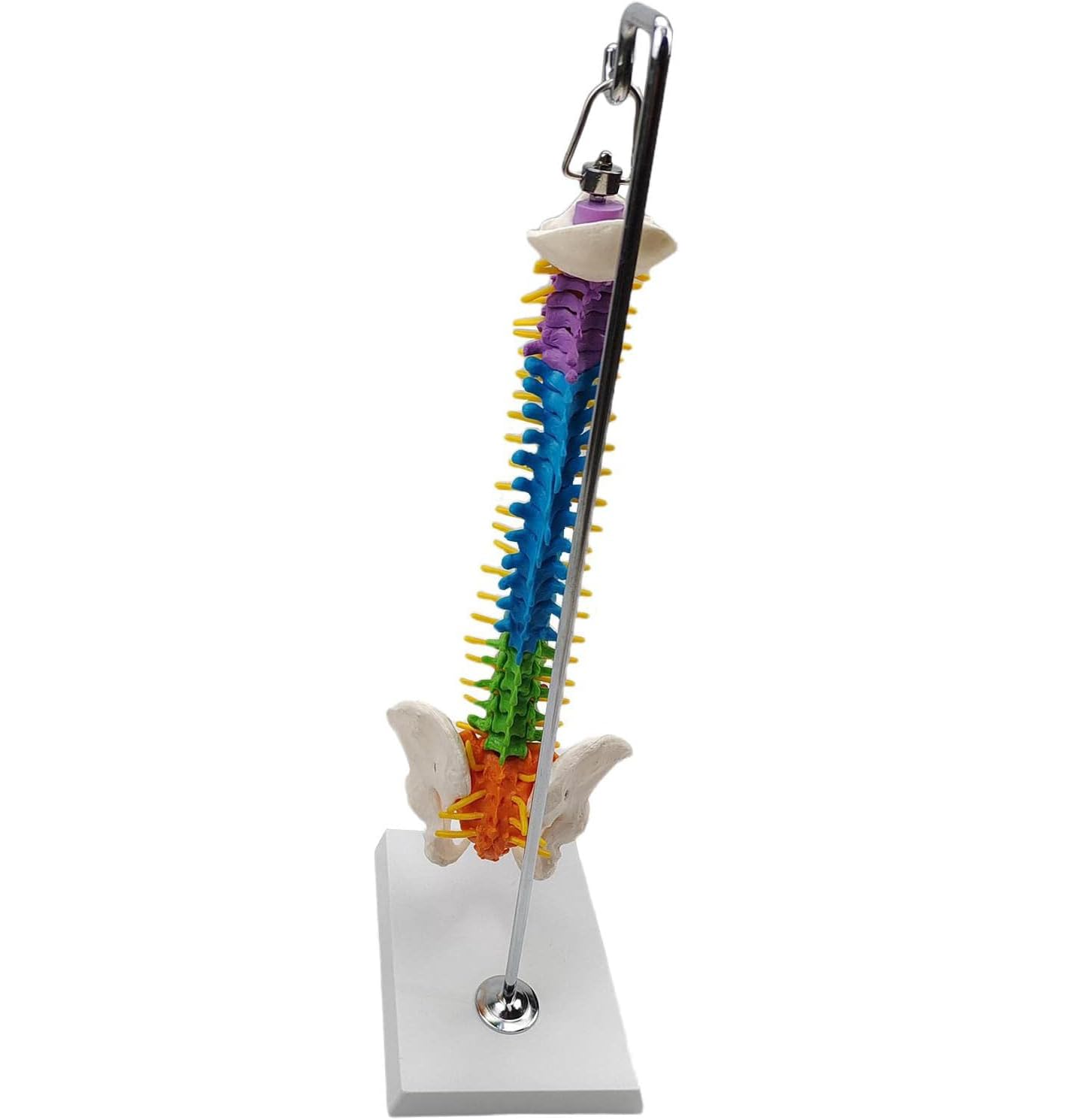 Modelo anatómico de esqueleto de columna vertebral humana con vértebras, nervios, arterias y soporte para demostración educativa y estudio