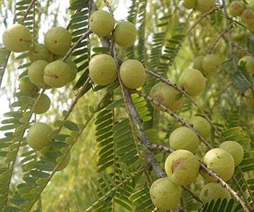 PLAT FIRM Semi di GERMINAZIONE: Grosella espinosa india Amla Nelli Amlika o Usiri Seeds 50 NOS