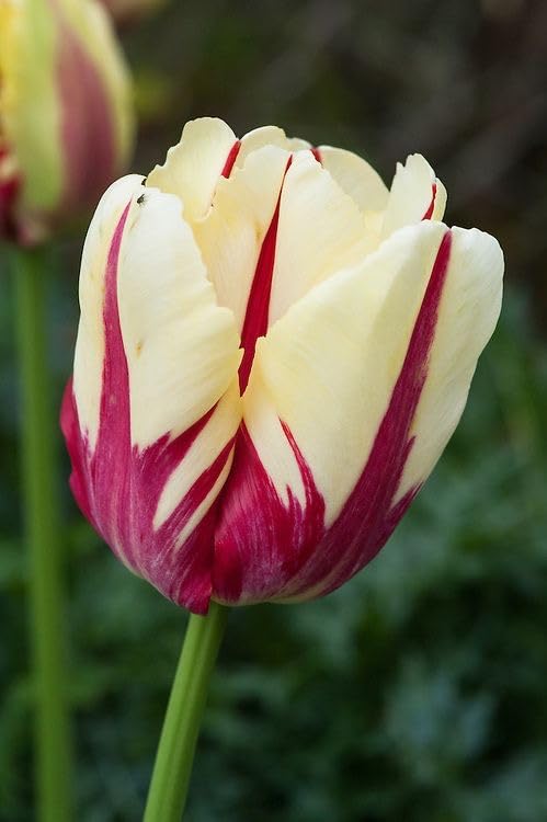 Radha Krishna Agriculture® Tulip imported holland vearty for home and Gardening Pack of 5 bulbs (CREAM WITH RED) (B0D6GM55PW) Amazon Price History, Amazon Price Tracker