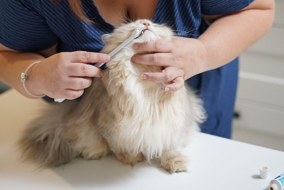 Virbac C.E.T. Zahnpasta | Mit Geflügelaroma für Hunde und Katzen | Patentiertes C.E.T. System