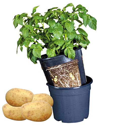 degawo patata cipolla pianta vaso fiori fioriera giardino piantatrice piantare