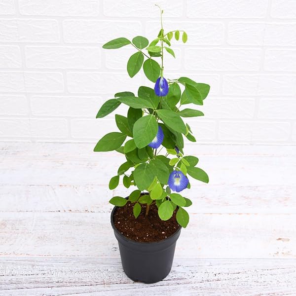 Vamsha Nature Care Aparajita Blue Pea/Butterfly Pea Plant Clitoria Asian Pigeonwings, Nilkantha, Aparajita Flower (B0CL2QVYKP) Amazon Price History, Amazon Price Tracker