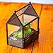 NCYP Small Glass Enclosure with Mesh for Jumping Spiders, Succulent, Plants - 5.8