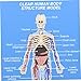 Human Body Structure Model, 3D Human Body Model for Kids with Removable Bones, Organs and Blood Vessels for Anatomy.