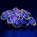 Uniclife Glowing Effect Artificial Coral Plant for Fish Tank, Decorative Aquarium Ornament, Orange