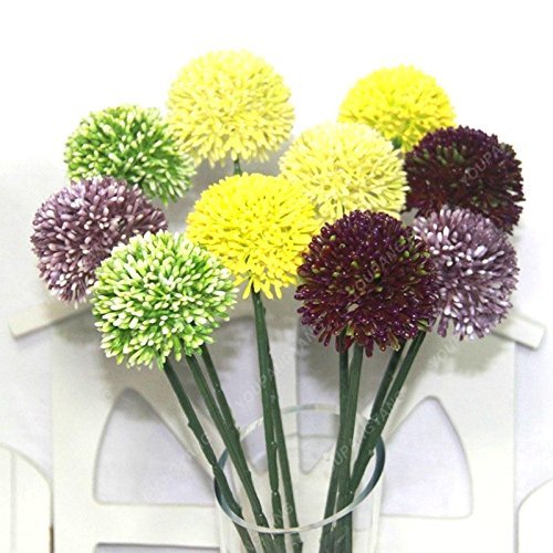Semillas de puerro gigante (Allium giganteum) Bonsái de flores raras Hermosas plantas en macetas Envío gratuito al jardín de su casa Gris oscuro Paquete de 1000 semillas