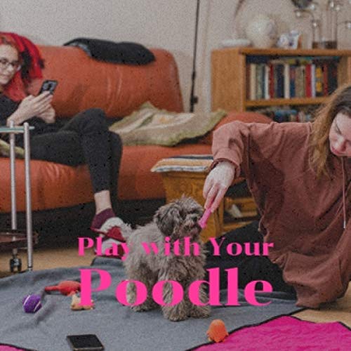 Play with Your Poodle VARIOUS ARTISTS Digital Music