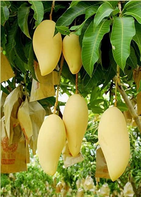 See full amazon price history chart for BLOOM & GROW Hybrid All Time Mango Thailand Baramasi 12 month Grafted Mango Live Plant Healthy & Fresh Most Expensive Variety Gives Fruit Round the Year Size 1.5 to 2 feet BLOOM & GROW Hybrid All Time Mango Thailand Baramasi 12 month Grafted Mango Live Plant Healthy & Fresh Most Expensive Variety Gives Fruit Round the Year Size 1.5 to 2 feet (B0BRNLVPY9) Amazon Price History, Amazon Price Tracker