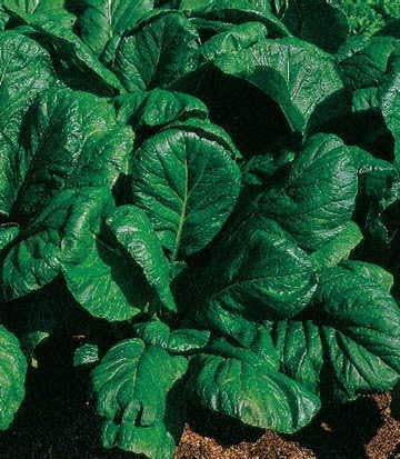 Miniatura 1 de Park Seed Savanna Hybrid Mustard Green Seeds, paquete de 350 semillas