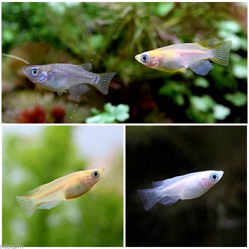 Amazon | （めだか）ダルマメダカ ミックス（3匹） | charm(チャーム