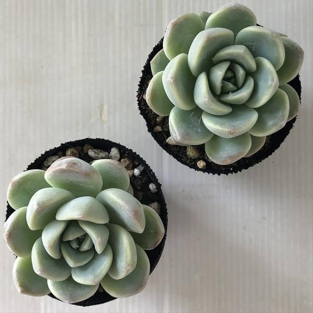 多肉植物　アイスグリーン1️⃣　群生　可愛い　そのまま発送 多肉植物 アイスグリーン1️⃣ 群生 可愛い そのまま発送