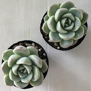 Amazon｜多肉植物 hmエケベリア アイスグリーン 多肉植物