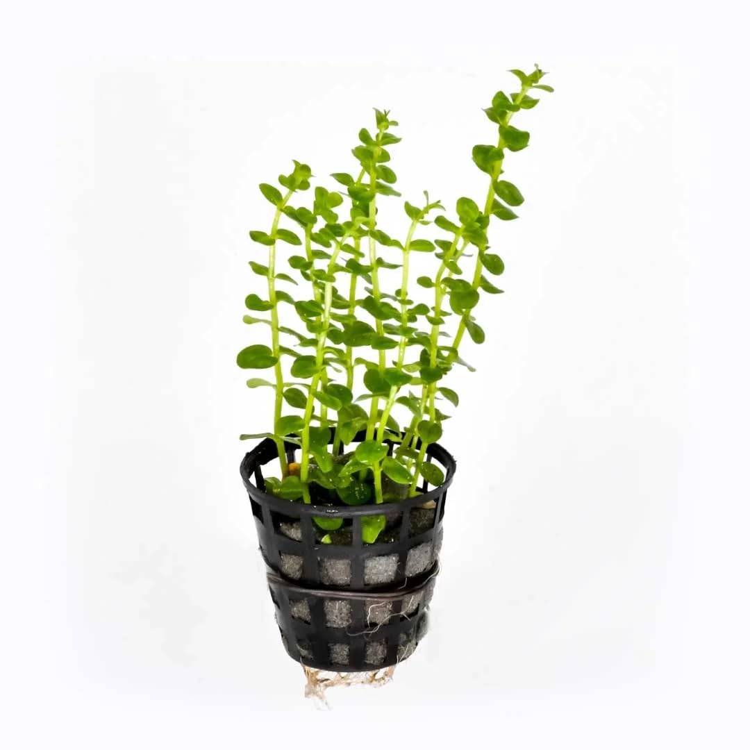Rotala Indica Aquarium Live Plant (Emersed Pot) (B0CPFNHYBJ) Amazon Price History, Amazon Price Tracker