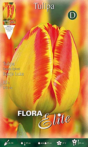 BULBI AUTUNNALI TULIPANO DARWIN HYBRID BANJA LUKA CONFEZIONE DA 10 BULBI BULBS
