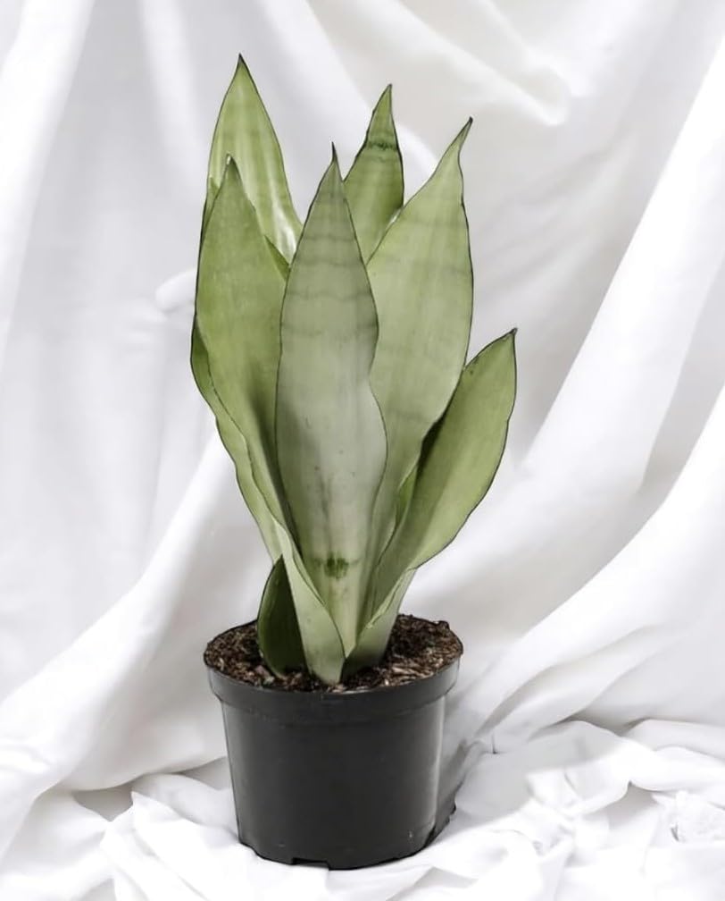 sansevieria honey Sansevieria Trifasciata Golden Hahnii Dwarf  Succulent Factory India