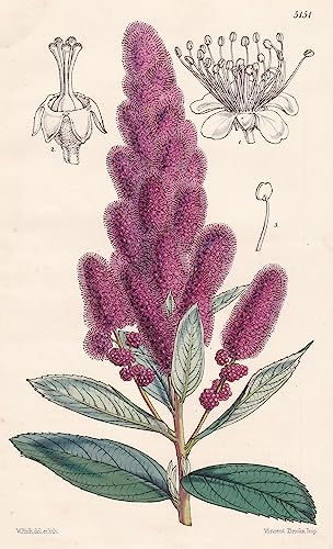 Spirea Douglasii. Douglas's Spirea. Tab. 5151 - Canada Kanada / Pflanze Planzen plant plants / flower flowers Blume Blumen / botanical Botanik botany / aus 