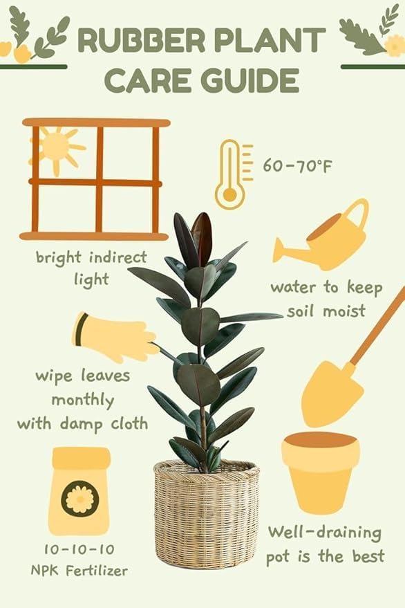 Image of Live Rubber Plant (Ficus elastica) - Air Purifying Indoor Houseplant, Elegant Dark Green Leaves, 1 Healthy Sapling in Paper bag | Easy Care | Home & Office Decor inch