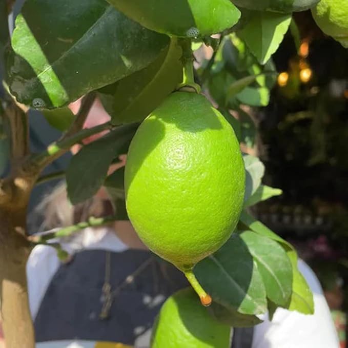 Image of Kagzi Lemon Hybrid Live Plant - High-Yield Citrus Fruit Tree | Outdoor Gardening | Nimbu Plant for Home Garden | Pack of 1 Healthy Live Plant