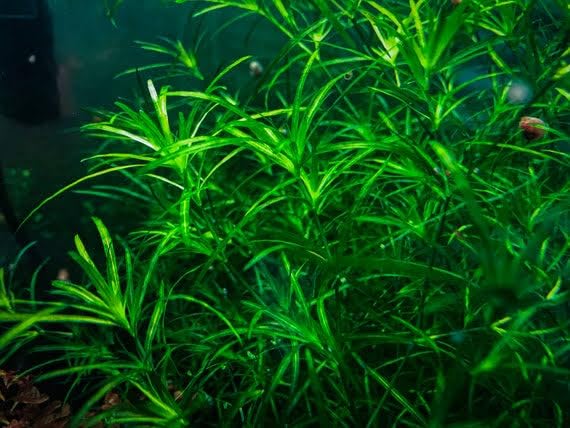 Guppy Grass - Najas guadalupensis - Floating Plants - Live Aquarium Plants - Rajvinoth Ronin BettaS (B0CXT73CRL) Amazon Price History, Amazon Price Tracker