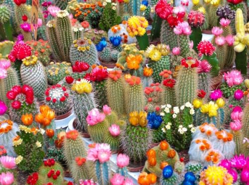 KIRA SEEDS - Seeds Cactus Variety Multicolor Mix - Succulents