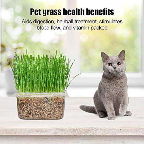 Kit de cultivo de grama de gato, 2 pacote de incubadora de solo de sementes orgânicas simples e rápi