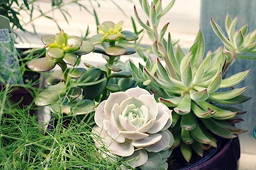 Ragnaroc Live Succulent Plants - Echeveria Parva, Rooted In 4” Pot - 1Ct - Live Arrival Guaranteed - House Plants For Home Decor & Gift #TOP4