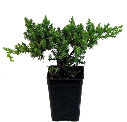 Japanese Juniper Bonsai Starter Tree - 2.5' Pot