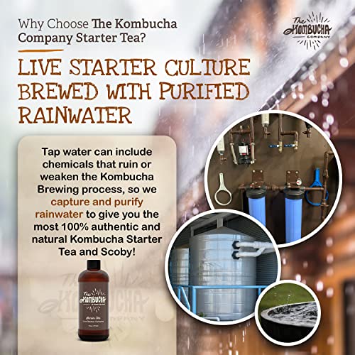Kombucha Starter Tea | Grow Scoby From Scratch | 16 Oz Bottle | Live Cultures For Brewing 1 Gallon Of Homemade Kombucha Tea | By The Kombucha Company #TOP4