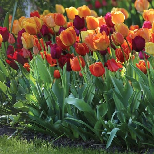 Votaniki Tulip Triumph Brilliant Mix - Long Lasting Blooms, Perennial Tulip | Spectacular Flowering Mixed Tulip Bulbs for Planting (20 Pack)