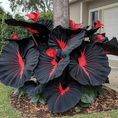 Image of Hosta Seeds For Planting (200 SEEDS) Low Maintenance - Grow Indoor /Outdoor Both - Grow Year Round (BLACK MARVEL)