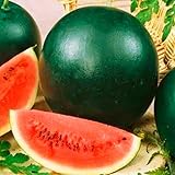 Sobre de 5 gramos. Sandía Sugar Baby Sobre de Semillas para Cultivar en Casa de Forma Sencilla