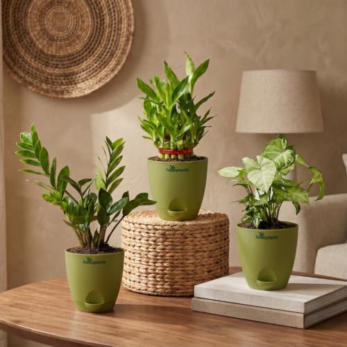 Image of ZZ Green, Lucky Bamboo & Syngonium Green Live Indoor 3-Plant Combo in 4-Inch Self-Watering Matte GreenPots | Low-Maintenance, Air-Purifying Houseplants for Home, Office & Desk Decor
