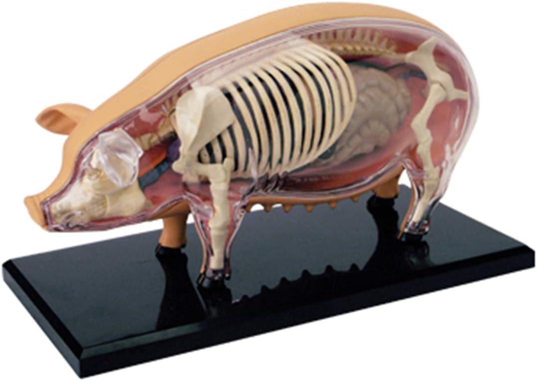 4D Animal Puzzle Assembly Toys, Biology Organ Simulation Cow Animal Medical Teaching Detachable 29 Parts Anatomy Model Kits, Educational Assembly Toy