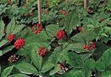 semillas de ginseng propiedades Por lo general, toma alrededor de 1 a 4 semanas de tiempo para entregar después de que el artículo ha sido enviado. Por favor, compruebe el plazo de entrega antes de realizar las compras.