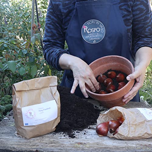 Bulbi da Fiore : n.30 Tulipani mix 2 colori "MALEFICENT" - Fioritura primaverile - Image 6