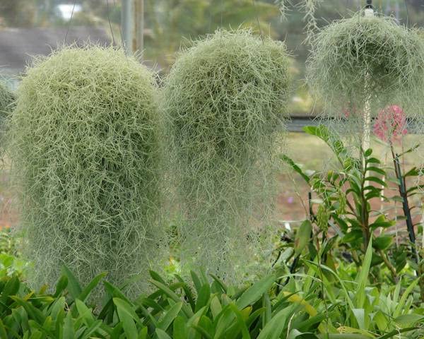 1 Quart Bag Spanish Moss Plant Fresh Florida Live Air Plant Decorative Garden Craft Basket, Spanish Moss for Planting