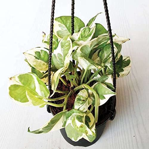 Creative Farmer Gardening Plant Scindapsus Hanging, 17 Cm Pot(6 Inch) Plants Live Balcony (Gardening Healthy Plant)